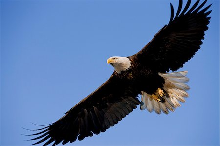 simsearch:854-03362158,k - Bald eagle, in flight, soaring against blue sky, Tongass National Forest, Southeast Alaska, Inside Passage. Foto de stock - Con derechos protegidos, Código: 854-03362158