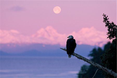 eagle in the ocean - A Bald Eagle perched on a branch with the moon set at sunrise in the background, Tongass Forest, Alaska , COMPOSITE Stock Photo - Rights-Managed, Code: 854-03362167