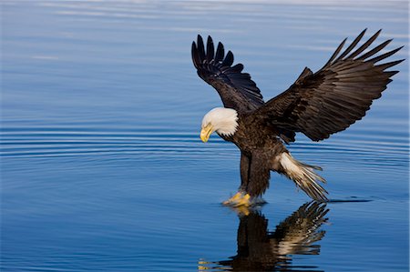 pasaje interior - A Bald Eagle, it's talons just breaking the surface, catches fish on a  Spring morning in Southeast Alaska's Inside Passage. Foto de stock - Con derechos protegidos, Código: 854-03362161