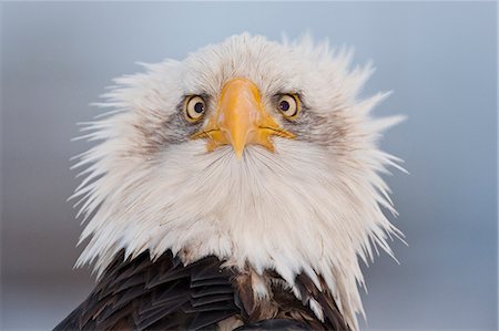 spit - Portrait humoristique d'un jeune aigle, Homer Spit, péninsule de Kenai, en Alaska, hiver Photographie de stock - Rights-Managed, Code: 854-03362171