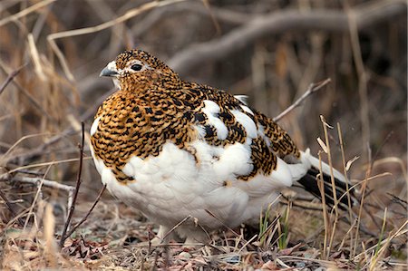 Portrait of Willow Ptarmigan female with spring plummage, Denali National Park, Interior Alaska Stock Photo - Rights-Managed, Code: 854-03362180