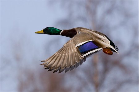 Male Mallard in flight with colorful plummage, Anchorage, Southcentral Alaska, Spring Stock Photo - Rights-Managed, Code: 854-03362197