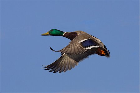 duck not waterfowl - Male Mallard in flight with colorful summer plummage, Anchorage, Southcentral Alaska, Spring Stock Photo - Rights-Managed, Code: 854-03362198