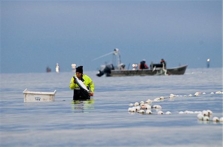 A setnet fisherman inspects a sockeye on the Naknek, North Shore, Bristol Bay, Alaska Stock Photo - Rights-Managed, Code: 854-03362239