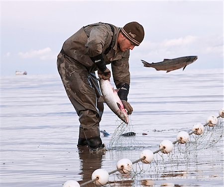 Commercial gillnet fisherman picks sockeye from a net on the Naknek North Shore, Bristol Bay, Alaska/n Foto de stock - Direito Controlado, Número: 854-03362245