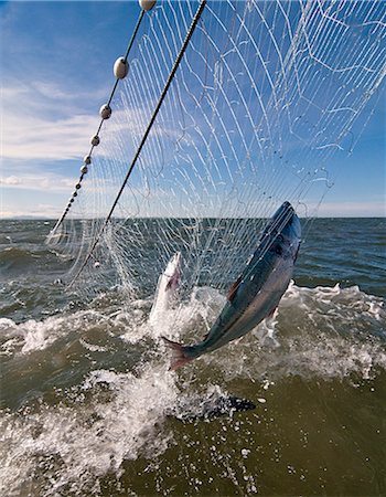 Commercial fishermen pick fish from a stern net, Bristol Bay