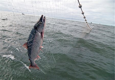 A lone sockeye is pulled in a net in the Ugashik fishing district in Bristol Bay, Alaska/n Stock Photo - Rights-Managed, Code: 854-03362274