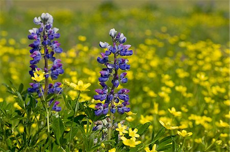simsearch:854-03362040,k - Close up of Nootka Lupine and Buttercup wildflowers in a meadow in the Mendenhall Wetlands,, Alaska. Foto de stock - Con derechos protegidos, Código: 854-03362405