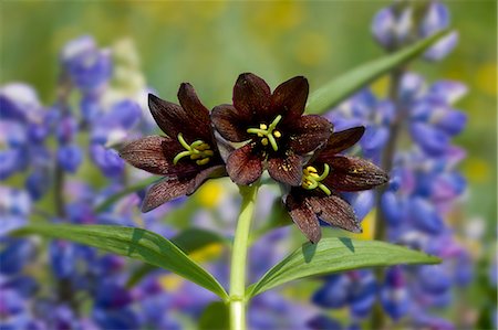 Close up of Chocolate Lilies and Nootka Lupine wildflowers in a meadow in the Mendenhall Wetlands,, Alaska. Stock Photo - Rights-Managed, Code: 854-03362408