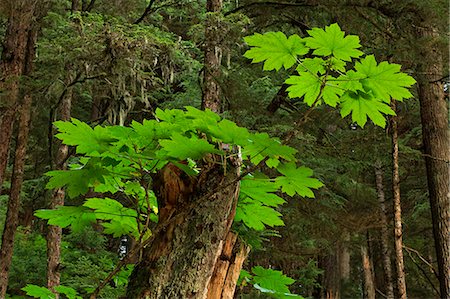 Devils Club, Blueberry, Dwarf Dogwood, mosses and ferns grow as part of the understory of a typical old growth forest in Alaska's Tongass National Forest, Inside Passage. Foto de stock - Con derechos protegidos, Código: 854-03362421