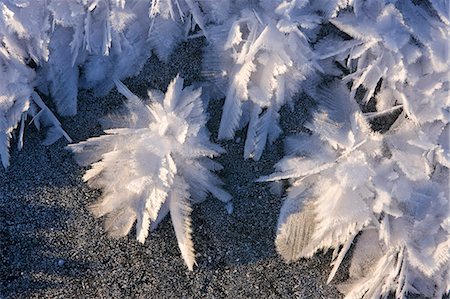 feather - Macro view of ice crystals (hoar frost) on the frozen surface of a small pond following an extended period of sub zero winter weather in Alaska's Tongass Forest. Stock Photo - Rights-Managed, Code: 854-03362465