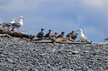 prince william sound - Gullls glauque sur le néerlandais groupe îles, Prince William Sound, centre-sud de l'Alaska, été Photographie de stock - Rights-Managed, Code: 854-03466923