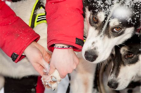 simsearch:854-03537960,k - 2009 Junior Iditarod musher checks a dog's paws prior to leaving the start on Knik Lake, Alaska Stock Photo - Rights-Managed, Code: 854-03537956