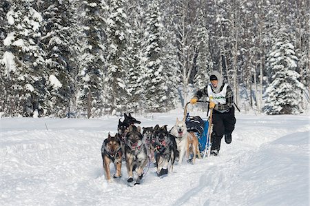 dogsled team - Headed towards a first place finish, Cain Carter runs on the in-bound trail nearing the finish line of the 2009 Junior Iditarod in Willow, Alaska Stock Photo - Rights-Managed, Code: 854-03537957