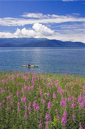 Man sea kayaking along shoreline of Admiralty Island w/fireweed Southeast AK Inside Passage Summer Foto de stock - Con derechos protegidos, Código: 854-03538091