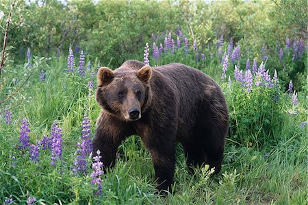 simsearch:854-03362040,k - CAPTIVE: Brown Bear walking amongst Lupine wildflowers at the Alaska Wildlife Conservation Center during Summer in Southcentral Alaska CAPTIVE Foto de stock - Con derechos protegidos, Código: 854-03538254