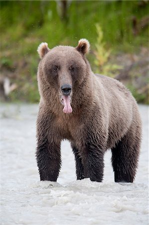 Brown bear sticking out its tongue while standing in the Copper River, Chugach Mountains, Chugach National Forest, Alaska, Southcentral, Summer Stock Photo - Rights-Managed, Code: 854-03538256