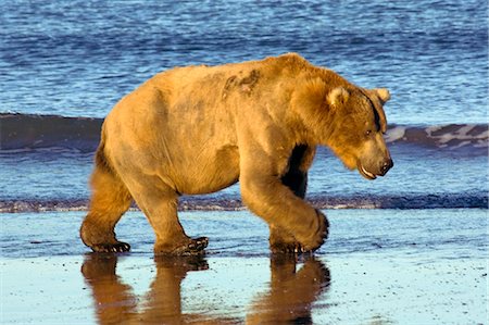 Brown bear walks along the shoreline in the Kaguyak area of Katmai National Park, Alaska Stock Photo - Rights-Managed, Code: 854-03538259