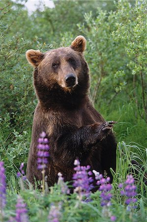 CAPTIVE: Brown Bear sitting amongst Lupine wildflowers at the Alaska Wildlife Conservation Center during Summer in Southcentral Alaska CAPTIVE Foto de stock - Con derechos protegidos, Código: 854-03538250