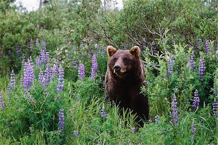simsearch:854-03362040,k - CAPTIVE: Brown Bear walking amongst Lupine wildflowers at the Alaska Wildlife Conservation Center during Summer in Southcentral Alaska CAPTIVE Foto de stock - Con derechos protegidos, Código: 854-03538251