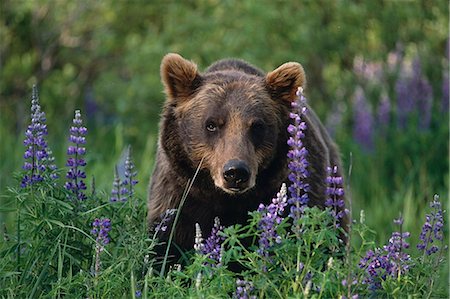 simsearch:854-03362040,k - CAPTIVE: Brown Bear walking amongst Lupine wildflowers at the Alaska Wildlife Conservation Center during Summer in Southcentral Alaska CAPTIVE Foto de stock - Con derechos protegidos, Código: 854-03538252