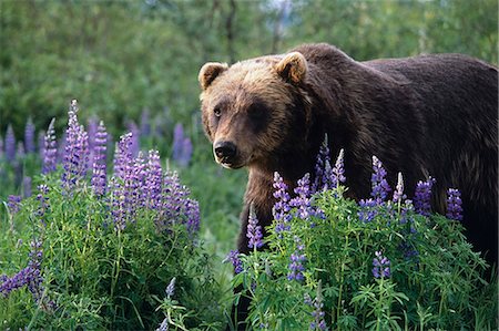 simsearch:854-03362040,k - CAPTIVE: Brown Bear walking amongst Lupine wildflowers at the Alaska Wildlife Conservation Center during Summer in Southcentral Alaska CAPTIVE Foto de stock - Con derechos protegidos, Código: 854-03538253