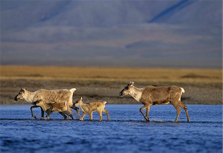 Caribou cows & calf crossing Turner River Arctic National Wildlife Refuge Arctic AK Summer Stock Photo - Rights-Managed, Code: 854-03538279