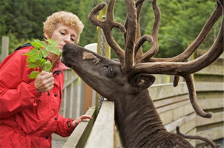 Visitor feeds a caribou in the Alaska Rainforest Sanctuary in Ketchikan, Alaska during Summer Foto de stock - Con derechos protegidos, Código: 854-03538288