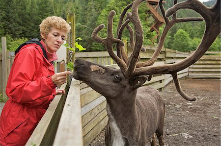 Visiteur nourrit un caribou dans le sanctuaire de forêt tropicale de l'Alaska à Ketchikan en Alaska au cours de l'été Photographie de stock - Rights-Managed, Code: 854-03538289
