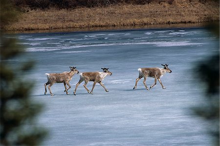 simsearch:400-07327265,k - Caribou traverse un lac gelé près de Cantwell pendant l'hiver dans le centre-sud de l'Alaska Photographie de stock - Rights-Managed, Code: 854-03538282