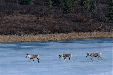 Caribou traverse un lac gelé près de Cantwell pendant l'hiver dans le centre-sud de l'Alaska Photographie de stock - Rights-Managed, Code: 854-03538283