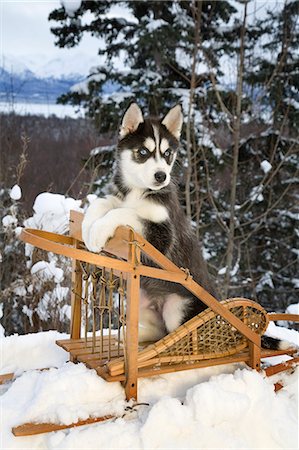 simsearch:854-03537960,k - Siberian Husky puppy sits in dog sled in snow Alaska Stock Photo - Rights-Managed, Code: 854-03538294