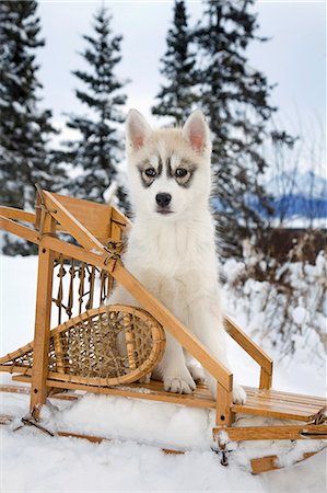 simsearch:854-03539096,k - Siberian Husky puppy sits in dog sled in snow Alaska Fotografie stock - Rights-Managed, Codice: 854-03538295