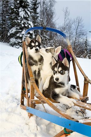 simsearch:854-03537960,k - Three Siberian Husky puppies sitting in dog sled in snow Alaska Stock Photo - Rights-Managed, Code: 854-03538293