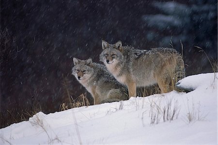 Two Coyotes standing in Snow Alaska Wildlife Conservation Center Winter Captive Stock Photo - Rights-Managed, Code: 854-03538331