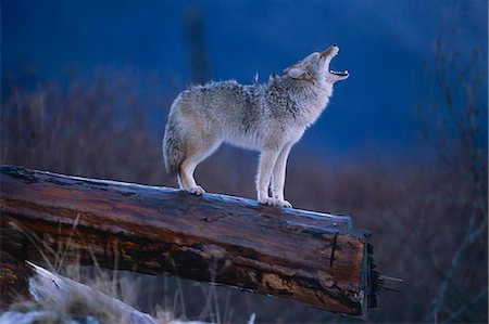 Coyote Standing on Log Alaska Wildlife Conservation Center Winter SC Alaska Stock Photo - Rights-Managed, Code: 854-03538332