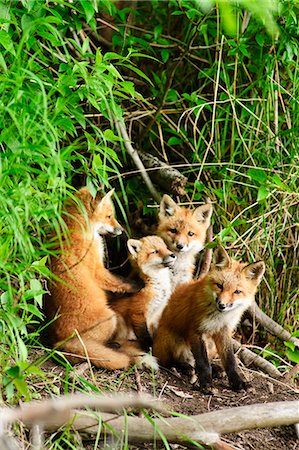 raposa vermelha - Red Fox kits playing close to their den during Summer in Alaska Foto de stock - Direito Controlado, Número: 854-03538341