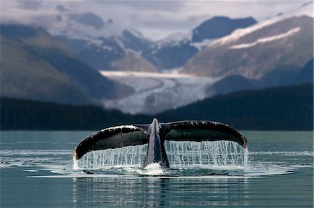 southeast animals - COMPOSITE  Humpback Whale shows fluke with Herbert Glacier and Eagle Beach State Recreation Area in the background near Juneau in Southeast Alaska  COMPOSITE Stock Photo - Rights-Managed, Code: 854-03538354