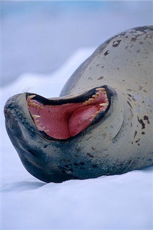 simsearch:6119-07734931,k - Leopard Seal laying on ice pack yawning Antarctica Summer Stock Photo - Rights-Managed, Code: 854-03538352