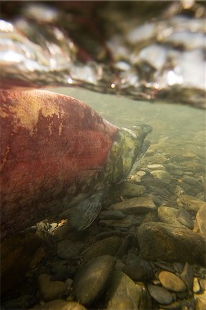 salmon under water alaska - Spawned out Sockeye Salmon in Quartz Creek Kenai Peninsula Alaska Summer Underwater image Stock Photo - Rights-Managed, Code: 854-03538367