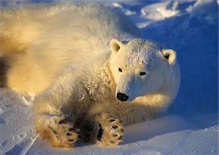 pata (con garra) - Polar bear laying in snow in evening light Churchill Manitoba Canada Foto de stock - Con derechos protegidos, Código: 854-03538398