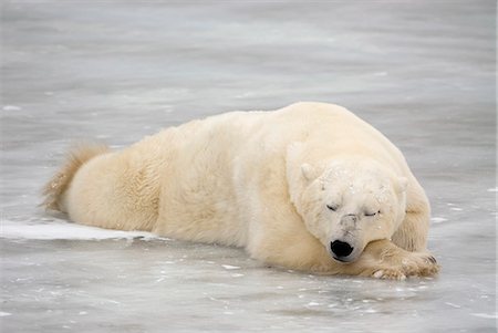 Eisbär schlafend auf Meereis in Churchill, Manitoba, Kanada. Stockbilder - Lizenzpflichtiges, Bildnummer: 854-03538393