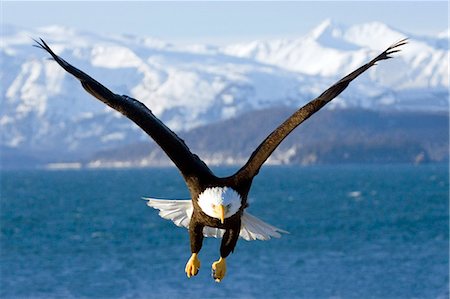 front view of flying bird - Bald Eagle in mid-air flight over Homer Spit w/talons down Kenai Peninsula Alaska Winter Stock Photo - Rights-Managed, Code: 854-03538434