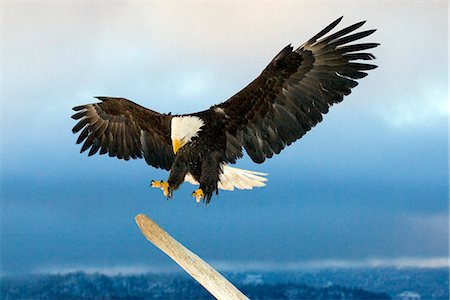 Bald Eagle lands on driftwood on Homer Spit, Alaska Foto de stock - Con derechos protegidos, Código: 854-03538435
