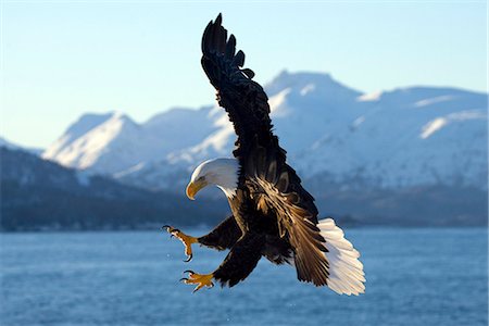 Bald Eagle lands on  on Homer Spit in winter in Southcentral, Alaska Foto de stock - Con derechos protegidos, Código: 854-03538436