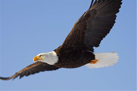 Closeup of profile shot of Bald Eagle gliding against blue sky Homer Spit Kachemak Bay Alaska Winter Foto de stock - Con derechos protegidos, Código: 854-03538438