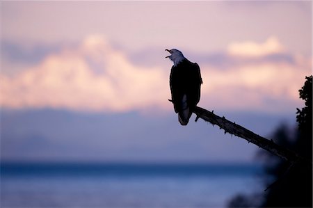 eagle in the ocean - Bald Eagle perched on tree branch vocalizing @ sunrise w/Chilkat Mtns background Southeast Alaska Winter Stock Photo - Rights-Managed, Code: 854-03538446