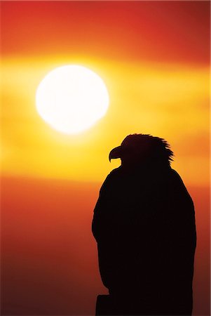 Bald Eagle perched on post silhouetted by setting sun Kenai Peninsula Homer Alaska Winter Foto de stock - Con derechos protegidos, Código: 854-03538447