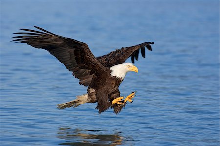 Bald Eagle prepares to grab fish on the surface of water in mid-air Inside Passage Southeast Alaska Foto de stock - Con derechos protegidos, Código: 854-03538441