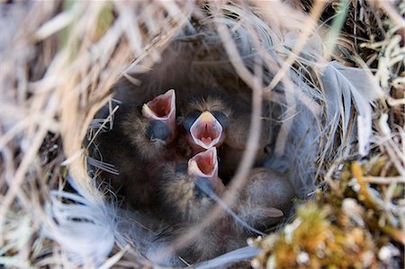 sibling newborn - Closeup of Lapland Longspur chicks in nest begging for food Area 1002 Arctic National Wildlife Refuge AK Stock Photo - Rights-Managed, Code: 854-03538464